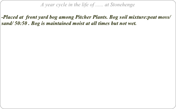 A year cycle in the life of ...... at Stonehenge

-Placed at  front yard bog among Pitcher Plants. Bog soil mixture:peat moss/sand/ 50:50 . Bog is maintained moist at all times but not wet.
